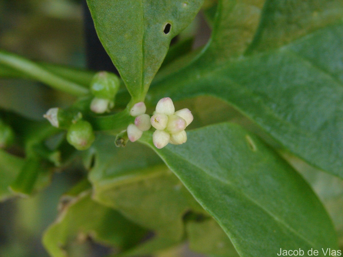 Basella alba L.